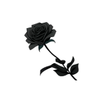 Black rose