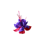 Fuchsia flower